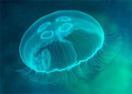 когда появляются медузы в черном море