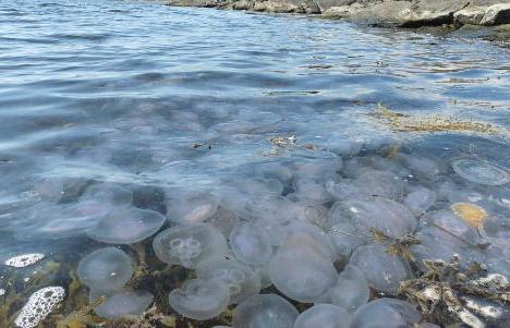 ядовитые медузы черного моря