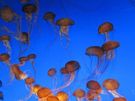 опасны ли медузы в черном море
