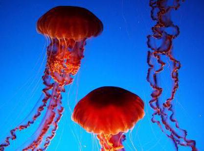 жалящие медузы черного моря