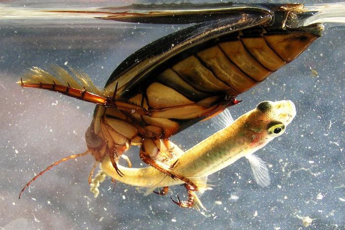 Длина жука плавунца