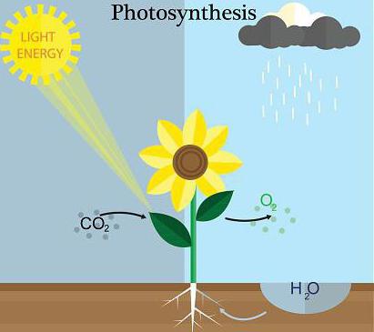 Фотосинтез: что такое