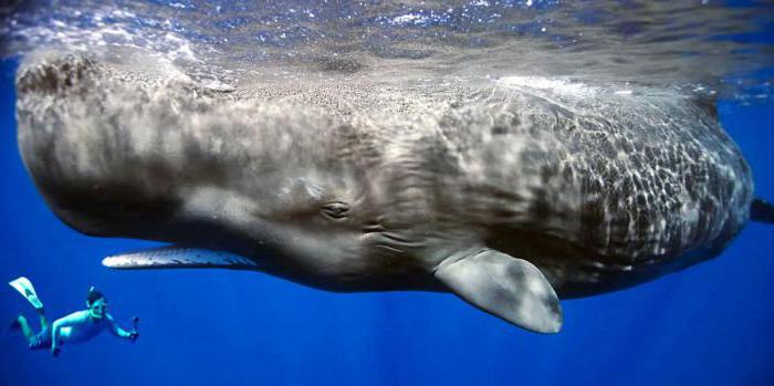 кит это рыба или млекопитающее 