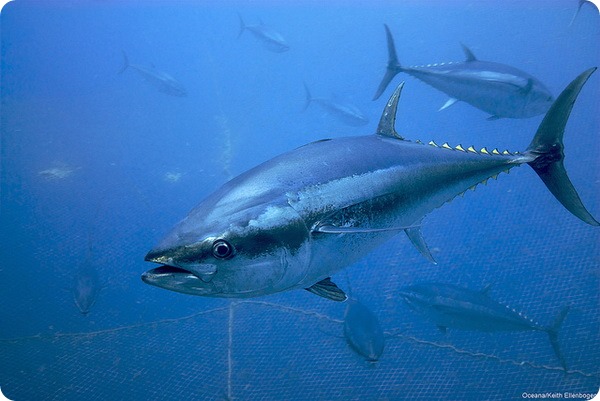 Атлантический голубой тунец (лат. Thunnus thynnus)