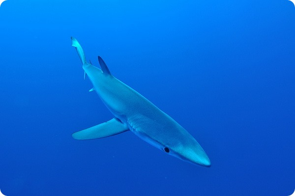 Синяя, или голубая акула (лат. Prionace glauca)