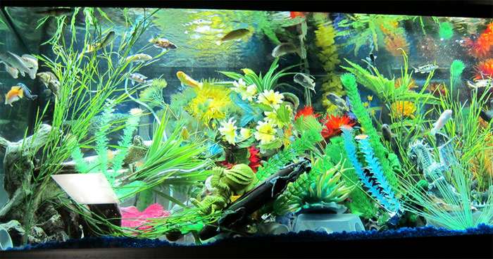 Аквариум, фото фотография аквариумные рыбки