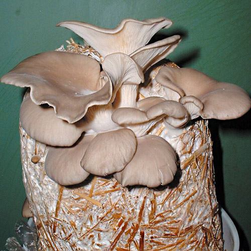 Как выращивать грибы на соломе