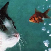 Кот и рыбешка