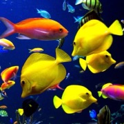 Желтые рыбки