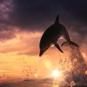 Дельфин в закате