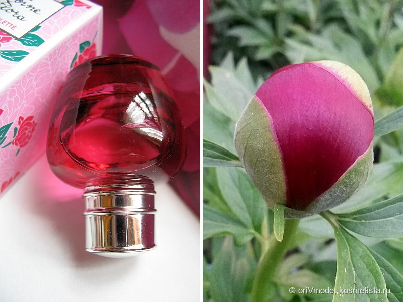 Цветок, воплощенный в аромате: Туалетная вода «Пион» L'Occitane Pivoine Flora EDT