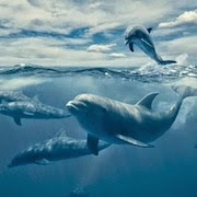 К чему снится плавать с дельфинами?