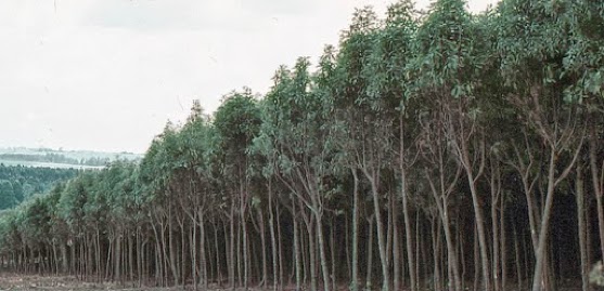 184c-image-cinchona-trees